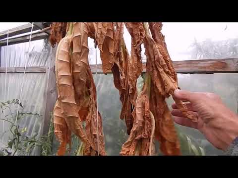 Видео: Как спасти урожай табака