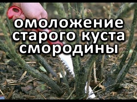 Видео: Как омолодить (обновить) старый куст смородины?!