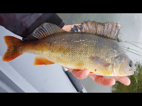 Видео: В черте города с Norstream Slender