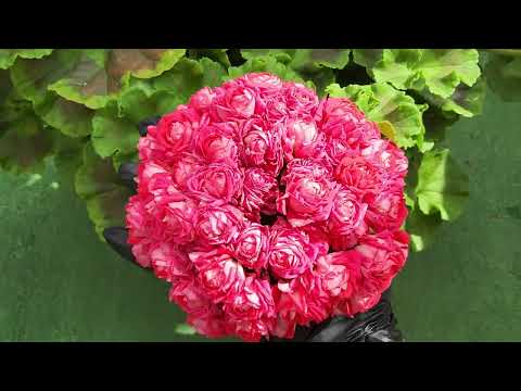 Видео: #745. Рубрика " обсудим сорт" ,ТА История любви