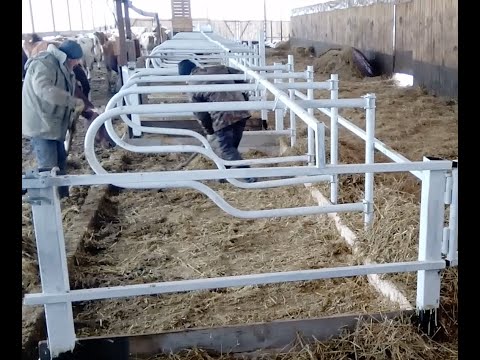 Видео: Беспривязь - устройство бокса для коров (в нашем хозяйстве)