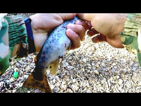 Видео: Крупная форель нового 2024 года. #fishing #fish #trout #troutfishing