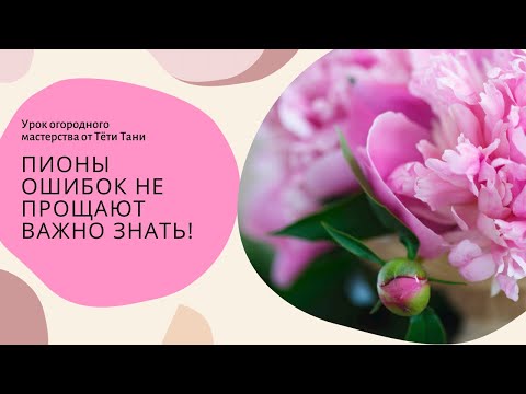 Видео: 835. Пионы. Ошибок не прощают...