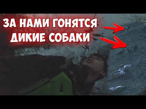 Видео: На нас НАПАЛИ ДИКИЕ СОБАКИ в НОЧНОМ ЛЕСУ!!!