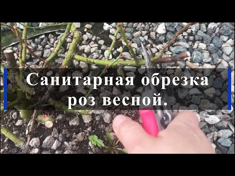 Видео: Санитарная обрезка роз весной. Питомник растений Е. Иващенко