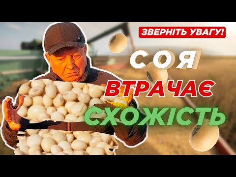 Видео: 🔥СОЯ ВТРАЧАЄ Схожість 🔥 Катастрофа😱