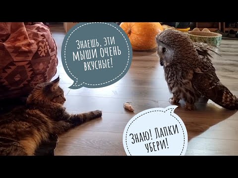 Видео: Знакомство поближе новой совы Кофи и кошки Морошки. Вместе смотрят кино и делят мышь