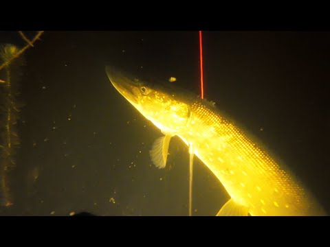 Видео: Підводне полювання, речі які рятують життя