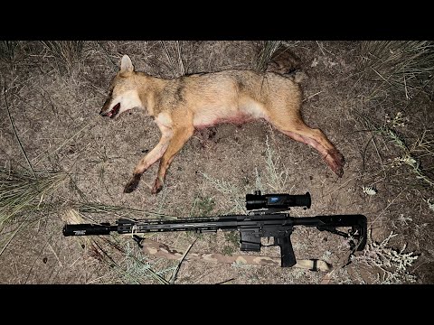 Видео: Продолжение охоты на шакала в Волгоградских степях. Прицел Sytong XM06-50LRF