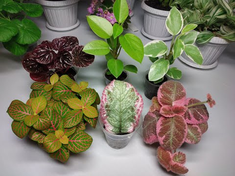 Видео: Растения едут в новый дом #8