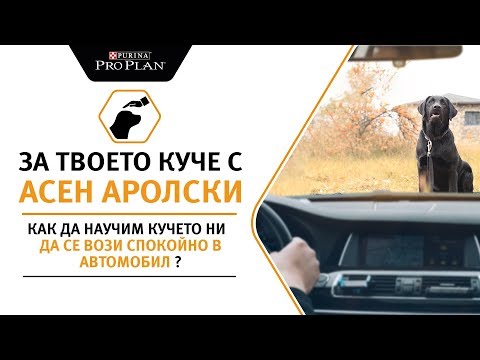 Видео: Как да научим кучето си да се вози спокойно в автомобил?