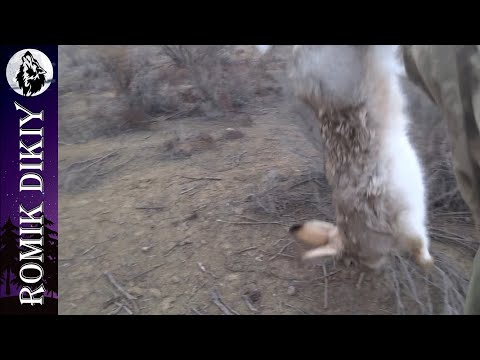 Видео: Первая охота декабря. Фазан заяц.