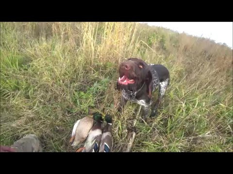 Видео: ВЫХОДНЫЕ НА ОХОТЕ!!!