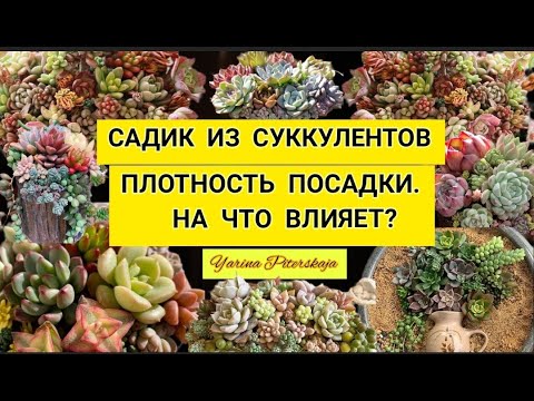 Видео: Садик из суккулентов. Плотность посадки. На что влияет? Часть 2