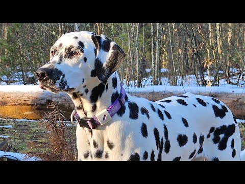 Видео: ДТ - 793. Собаки-атлеты полетели! Амстаффы, минибуль, далматин