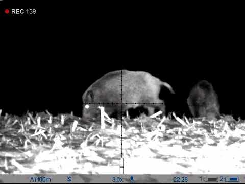 Видео: Полювання на диких кабанчиків. Тепловізійний прилад.