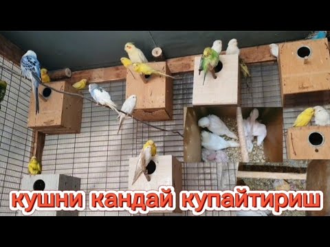 Видео: КУШ БОКИШ