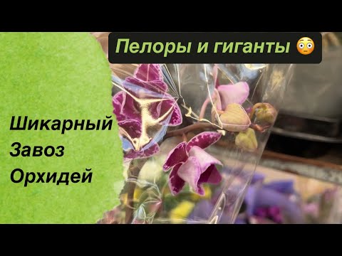 Видео: 🟡ШИКАРНЫЙ ЗАВОЗ ОРХИДЕЙ В OBI. Орхидеи гиганты. Потрясающие УЦЕНКИ #обзорорхидей #орхидей #orchid