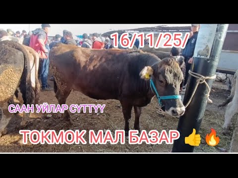 Видео: СААН УЙЛАР ТОКМОК МАЛ БАЗАР БООЗ,СЕМИЗ КУНАЖЫНДАР 16/11/25/