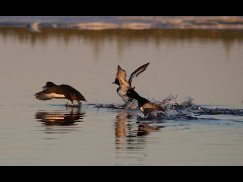 Видео: Утиная охота на Колыме