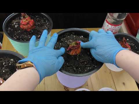 Видео: Гиппеаструм Challenger после двух суток обработки марганцовкой