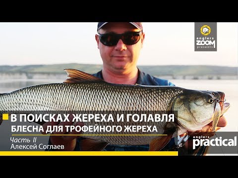 Видео: Блесна для ТРОФЕЙНОГО ЖЕРЕХА! В поисках жереха и голавля. Часть 2. А. Соглаев. Anglers Practical