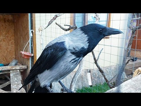 Видео: АННА. Ворона Капля и другие мои животные