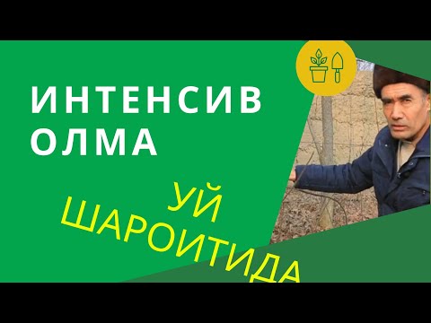 Видео: УЙ ШАРОИТИДА #ИНТЕНСИВ #ОЛМА ПАРВАРИШИ