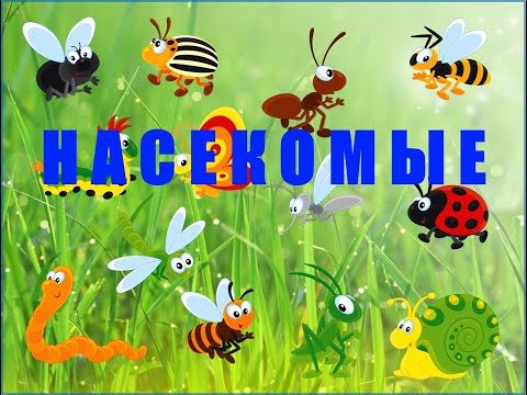 Видео: Насекомые.  Развивающее видео для малышей. Фото + видео