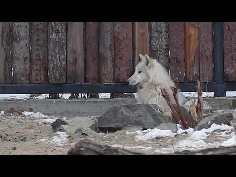 Видео: (12.11.2025) Полярные волки поселились в зооцентре "Питон"