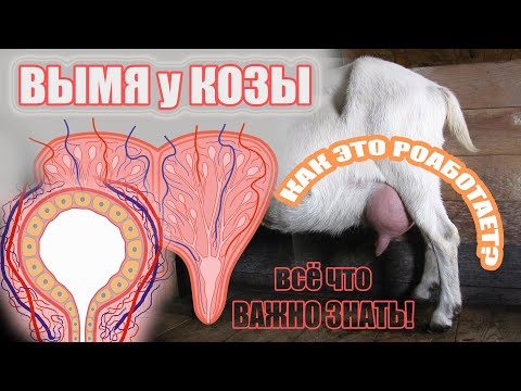 Видео: Вымя козы / строение органа и особенности его функционирования #козоводство #зоология