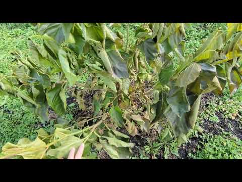 Видео: Новый участок для испытания сортов.