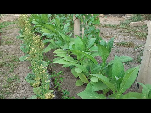 Видео: Мой табак и махорка. Различие табака от махорки.