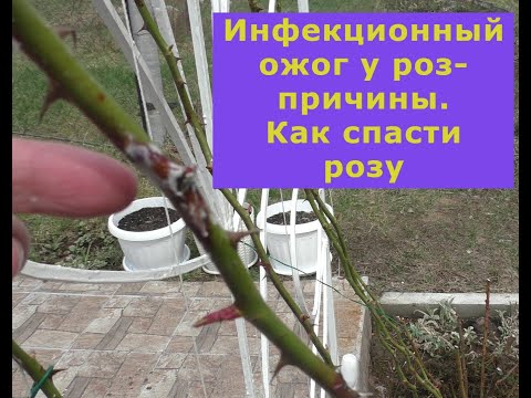 Видео: Инфекционный ожог у роз - причины  Как спасти розу