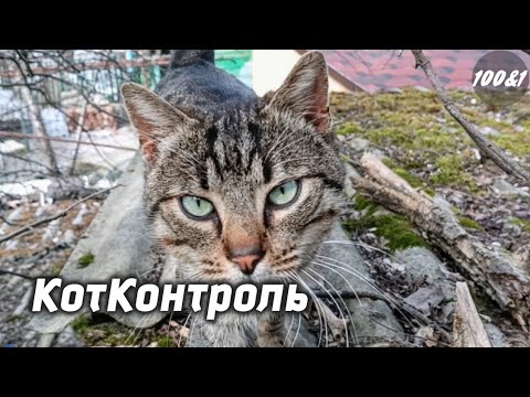 Видео: Учимся класть плитку. Уборка во дворе.