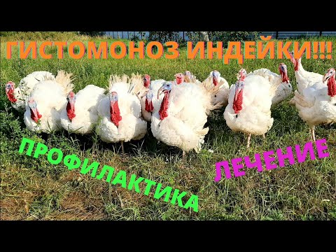 Видео: Гистомоноз у индейки. Профилактика и лечение.