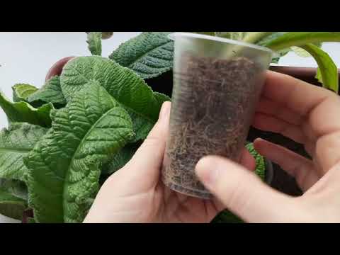 Видео: Полив стрептокарпусов, Мой канал на рутуб,,На линиях природы с Анной Босых"