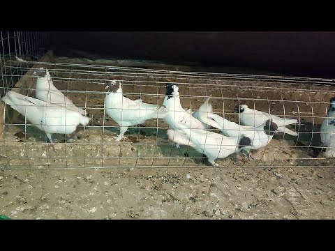 Видео: Как быстрее всего отобрать хороших голубей  от стаи