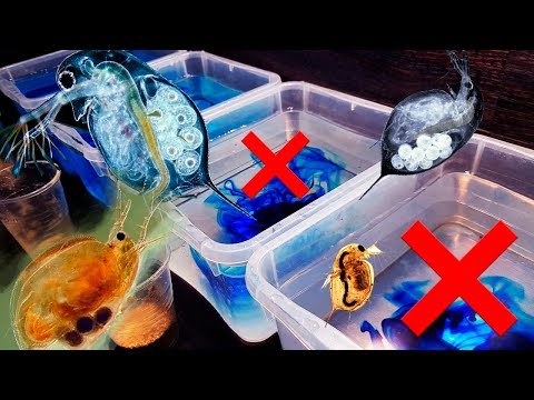 Видео: ВЫБЕРИ ПРАВИЛЬНУЮ ДАФНИЮ ЧТОБЫ ВЫЖИТЬ