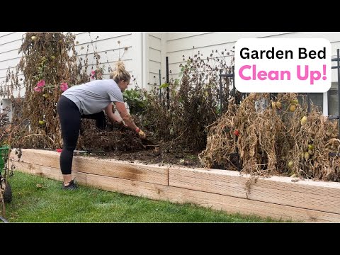 Видео: Уборка грядки! Хранение георгинов в грунте, зона 7а