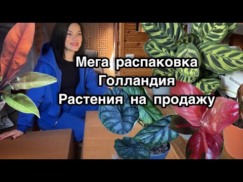 Видео: Большая распаковка растений из Голландии🌸Продажа 🪴