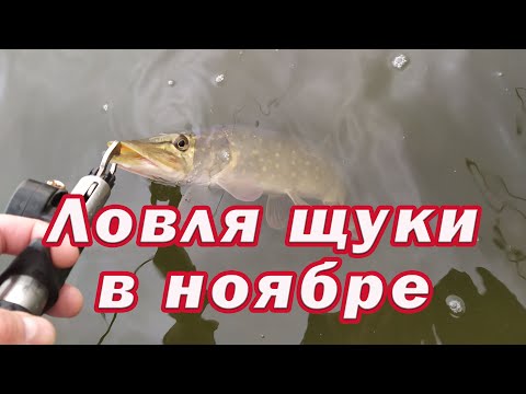 Видео: Ловля щуки в Ноябре. Рабочий метод ПОЙМАТЬ МНОГО ЩУКИ перед морозами!!