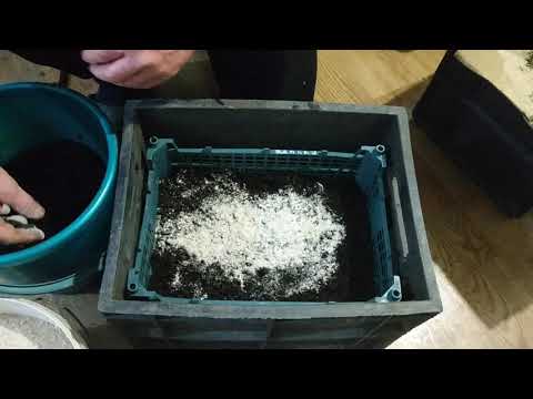 Видео: Как выманивать червей дендробены из коконов