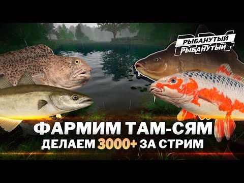Видео: ФАРМ серебра. 3000+ за стрим ● Русская Рыбалка 4