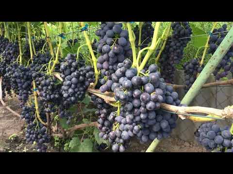 Видео: 24.08.25 Виноград Сфінкс - прилетіла оса, тріск ягід після дощу. Мішечки варто придбати. #виноград