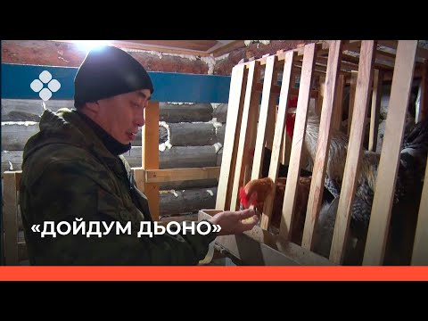 Видео: «Дойдум дьоно» биэриигэ: Бүлүү улууһугар тыа хаһаайыстыбатын сайдыыта (05.11.21)