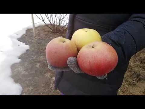 Видео: Обрезка яблони Белорусское сладкое