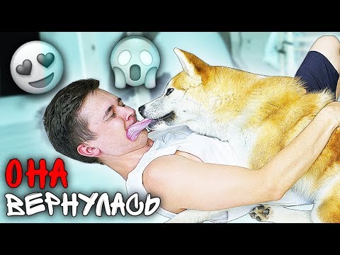 Видео: СОБАКА ВСТРЕТИЛА ХОЗЯИНА ПОСЛЕ 2х МЕСЯЦЕВ РАЗЛУКИ