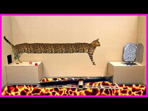 Видео: КОШАЧИЙ КВЕСТ | ПОБЕГ ИЗ ТЮРЬМЫ 🐈 В РЕАЛЬНОЙ ЖИЗНИ