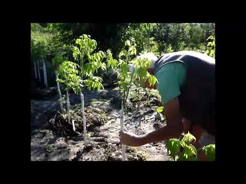 Видео: Пекан для Абхазии, Часть III. Формировка. Июль 2018